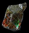 Brilliant Iridescent Ammolite With Display Case #31688-1